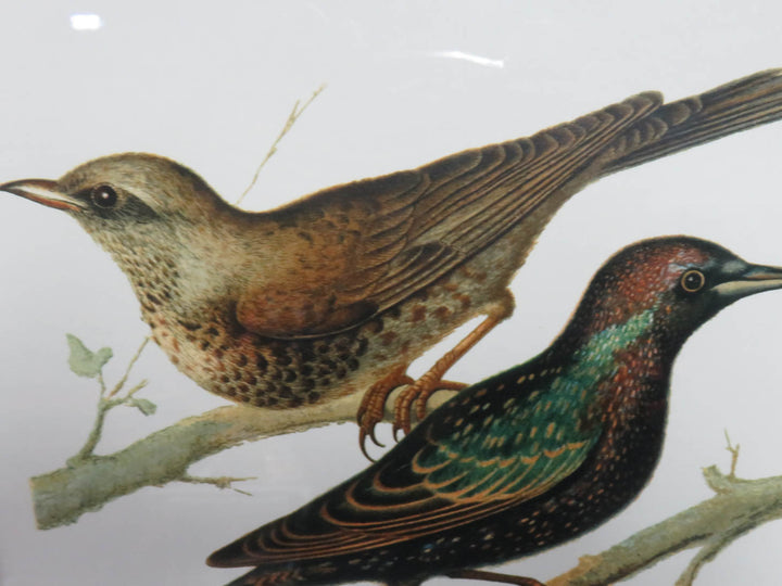 W. Rutledge Domestic Bird Print