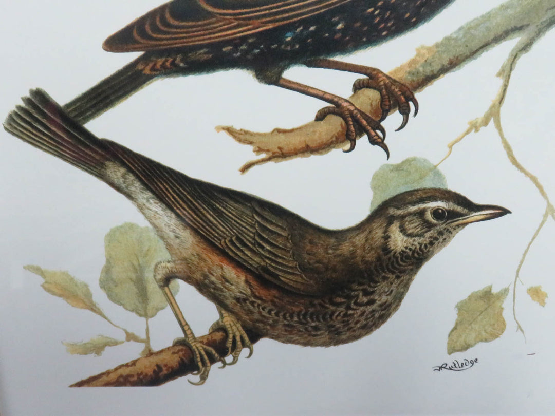 W. Rutledge Domestic Bird Print