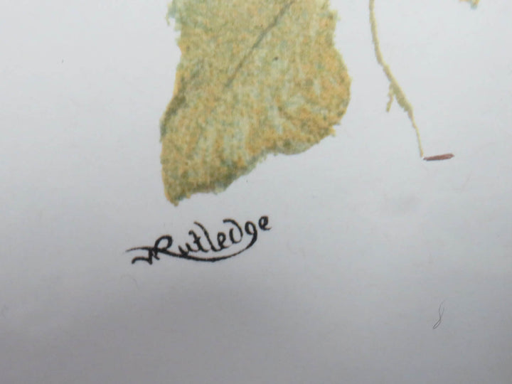 W. Rutledge Domestic Bird Print