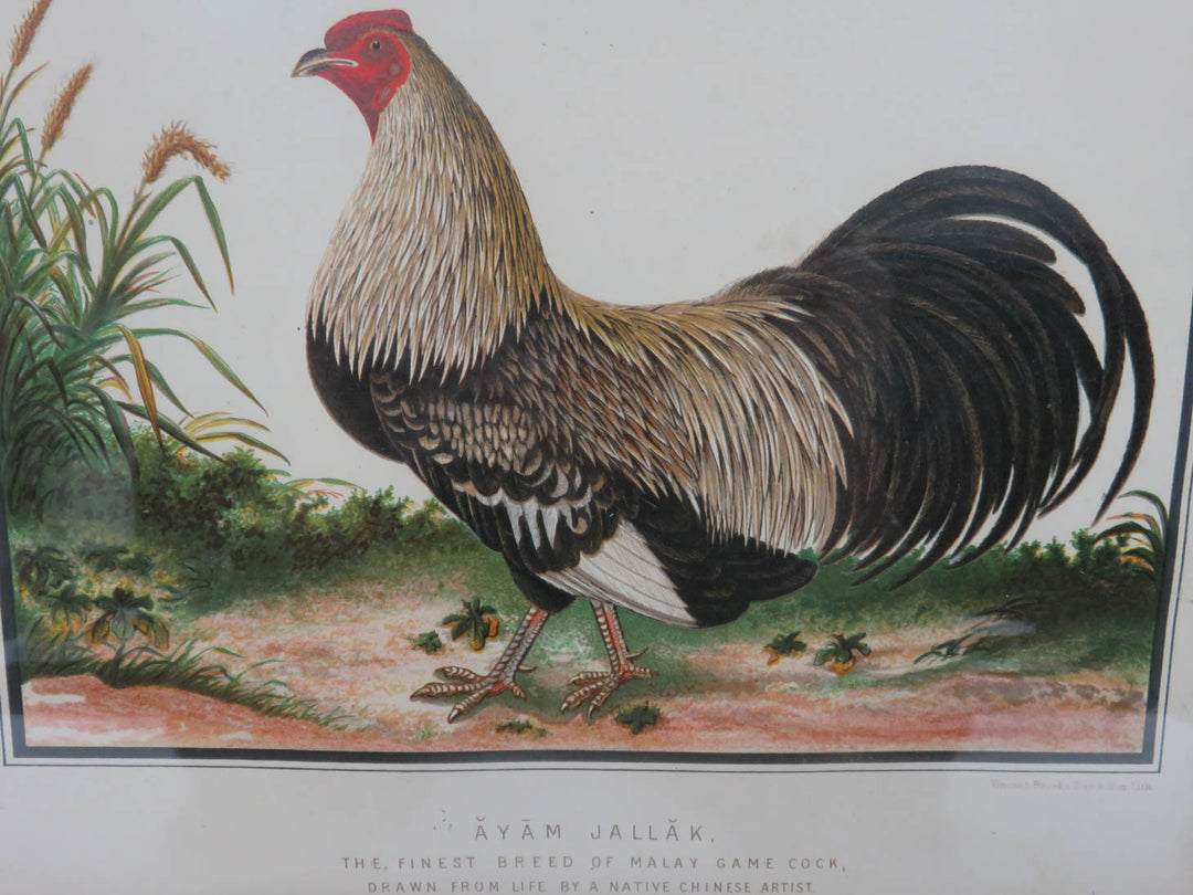 "Ayam Jallak" Malay Gamecock Print