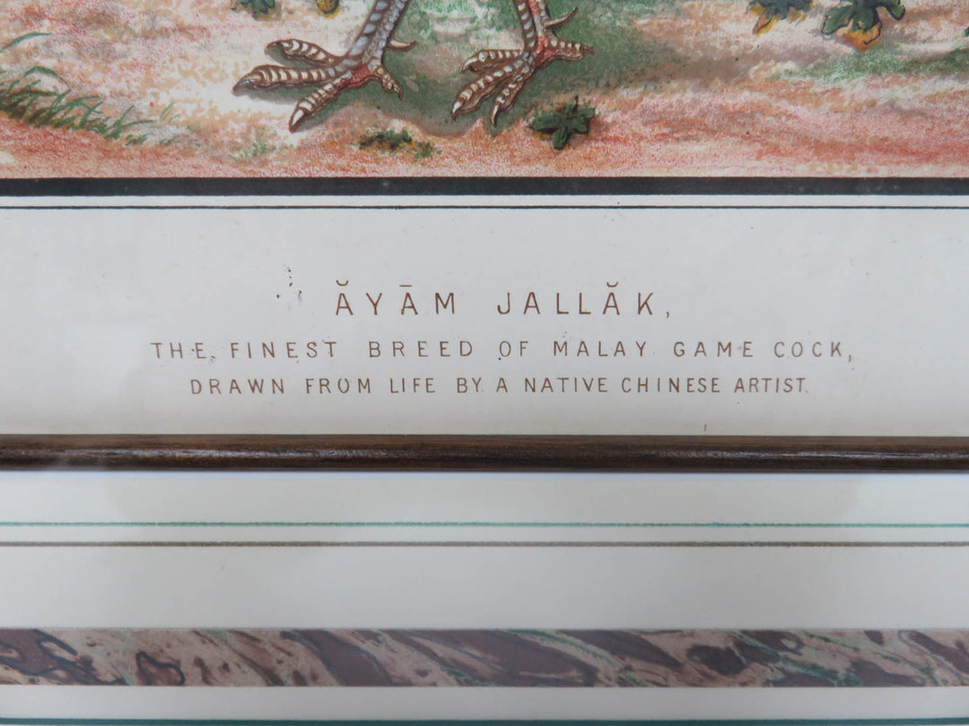 "Ayam Jallak" Malay Gamecock Print