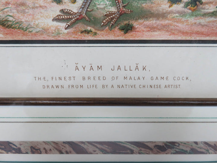 "Ayam Jallak" Malay Gamecock Print
