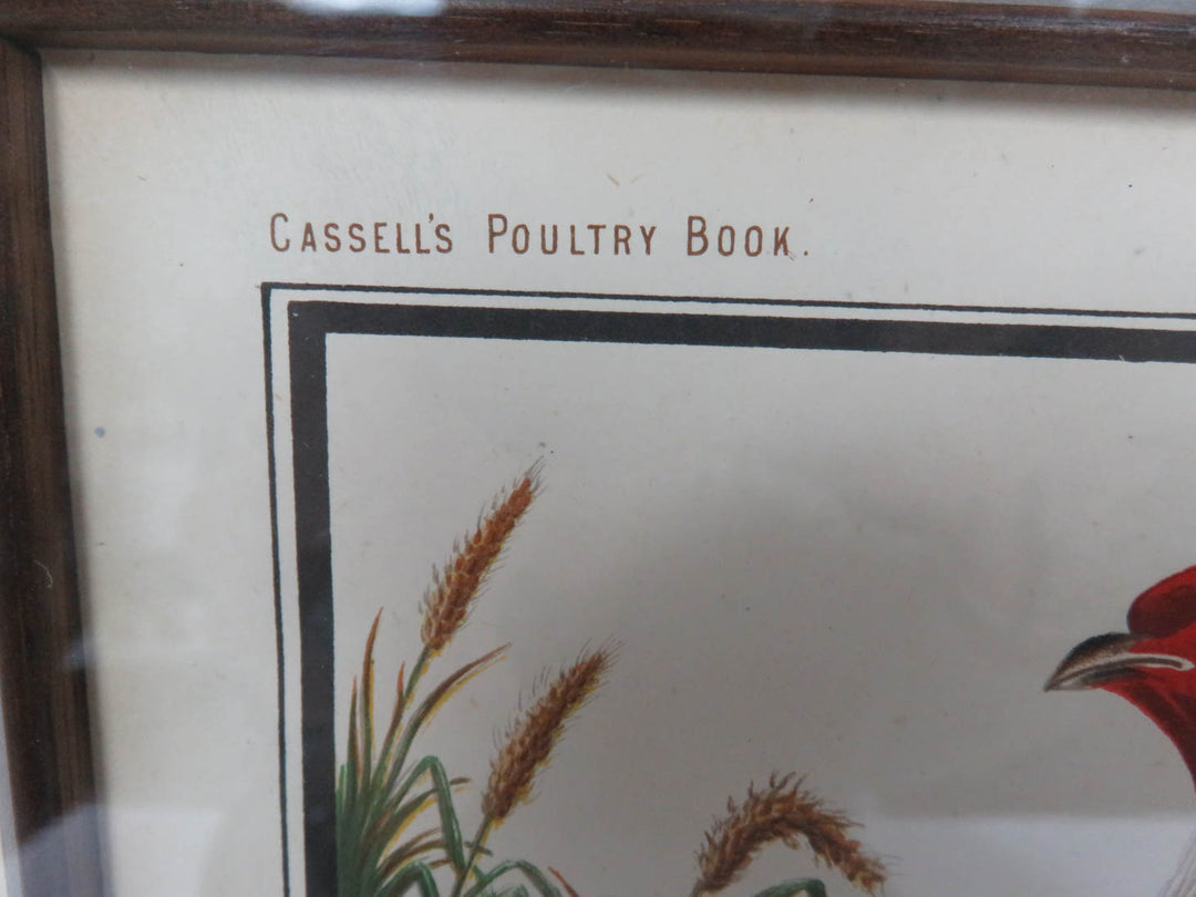 "Ayam Jallak" Malay Gamecock Print