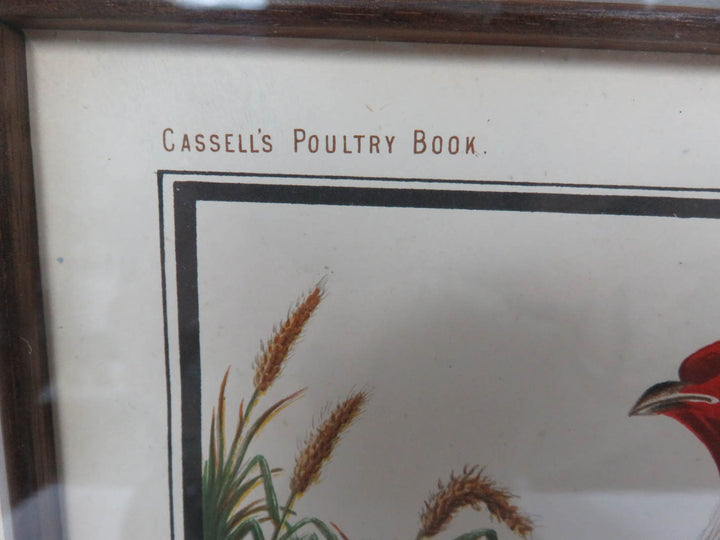 "Ayam Jallak" Malay Gamecock Print