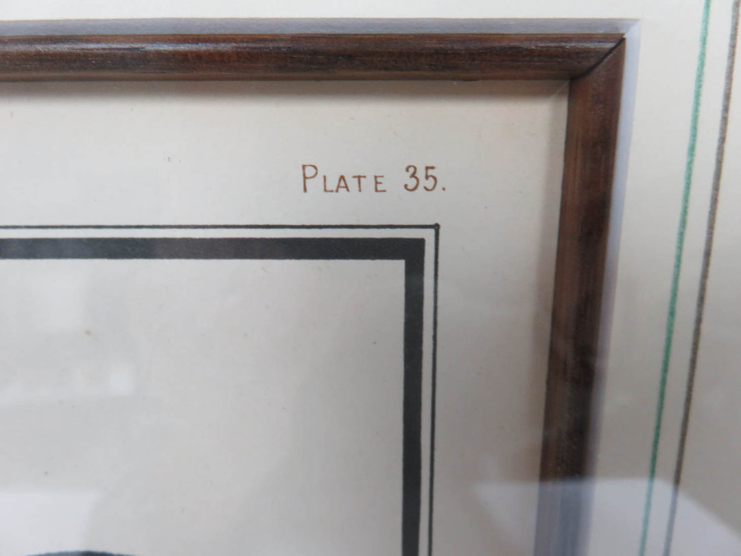 "Ayam Jallak" Malay Gamecock Print