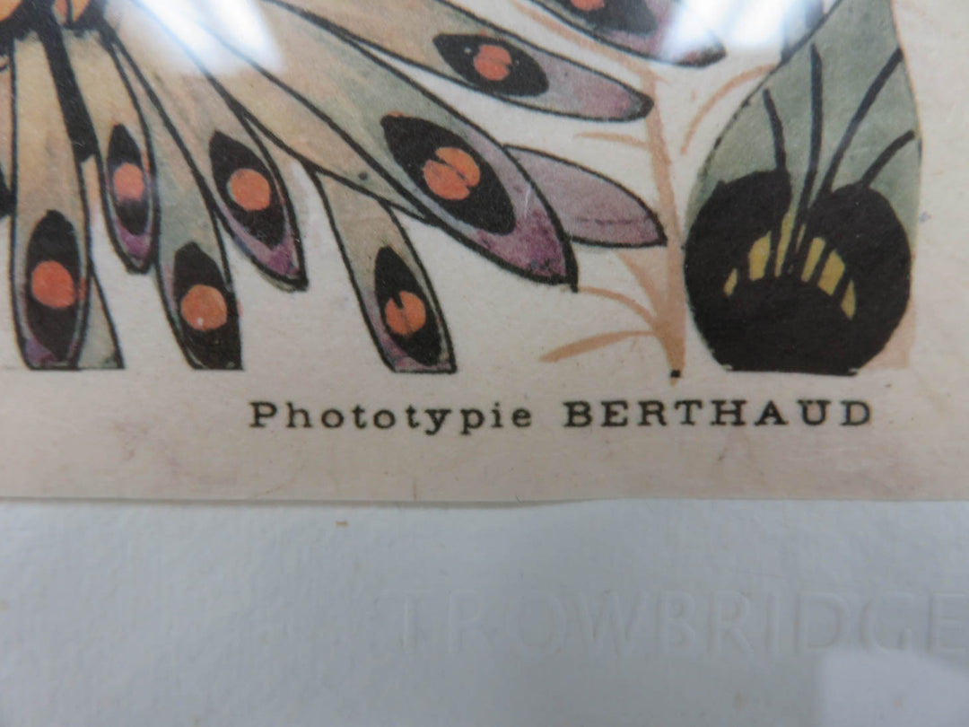 Hand Tinted Fantasy Floral Print Plate II