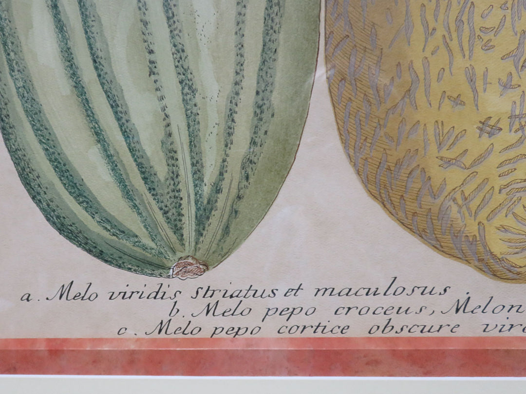 Botanical Melon Print
