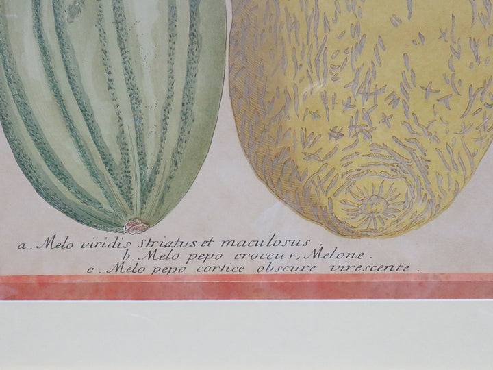 Botanical Melon Print