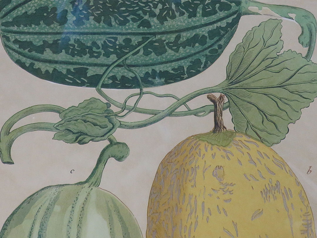 Botanical Melon Print