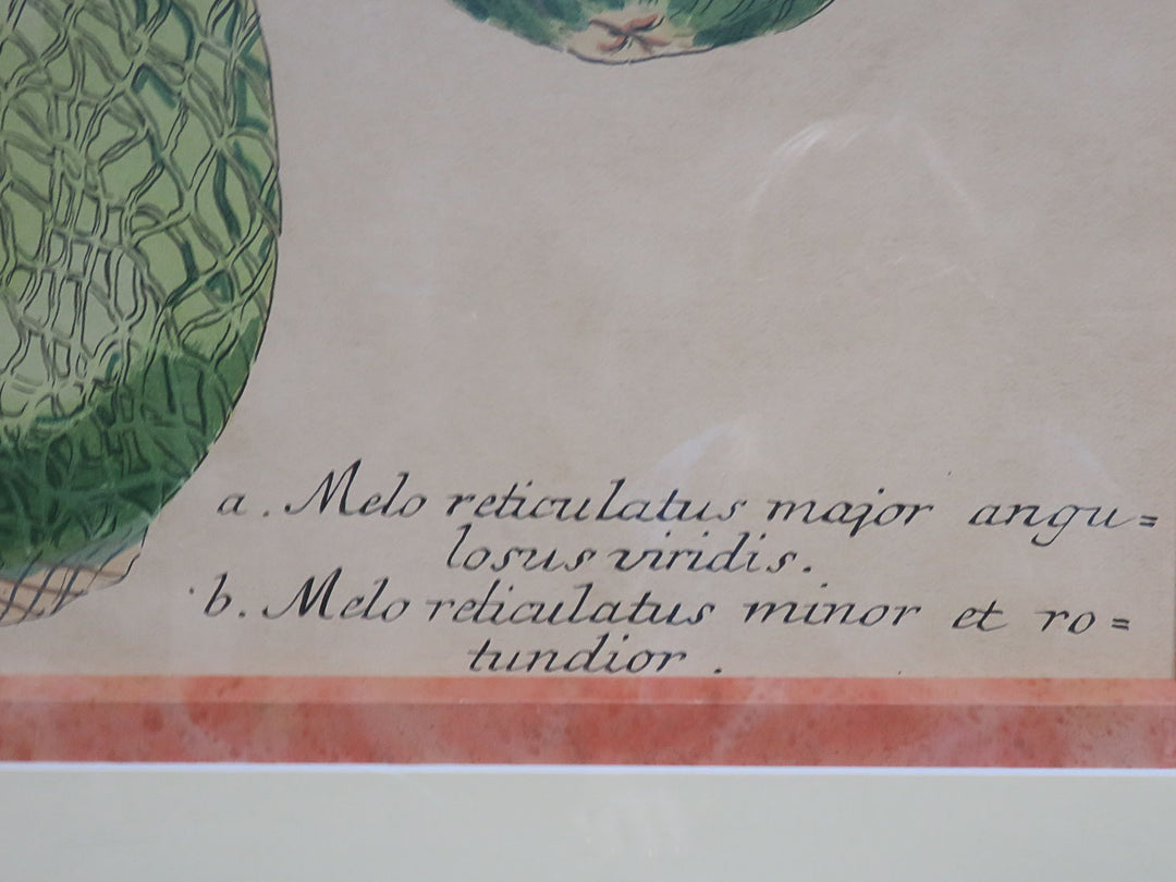 Botanical Melon Print