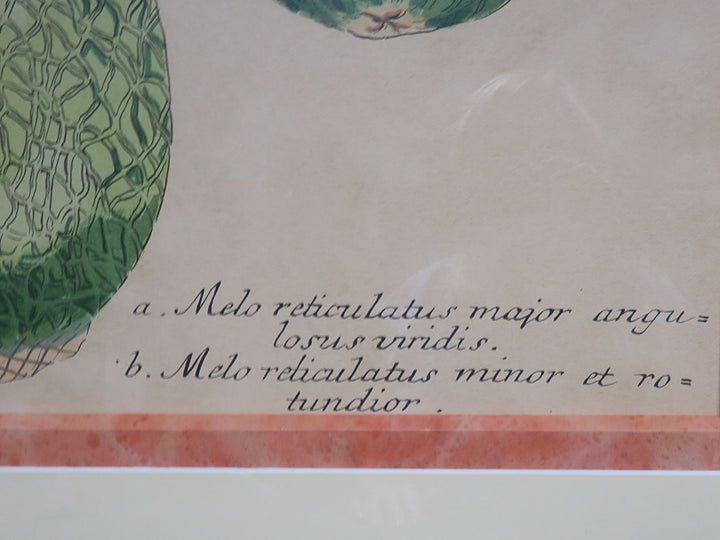 Botanical Melon Print