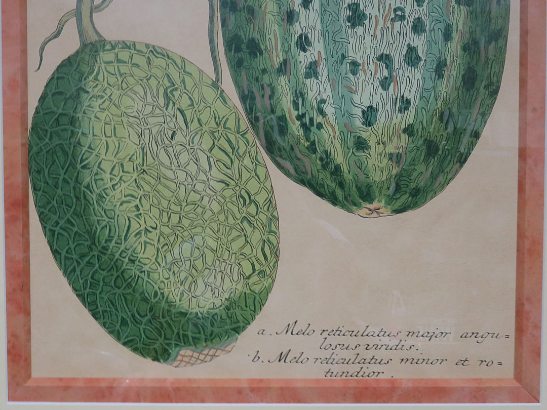 Botanical Melon Print