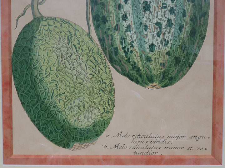Botanical Melon Print