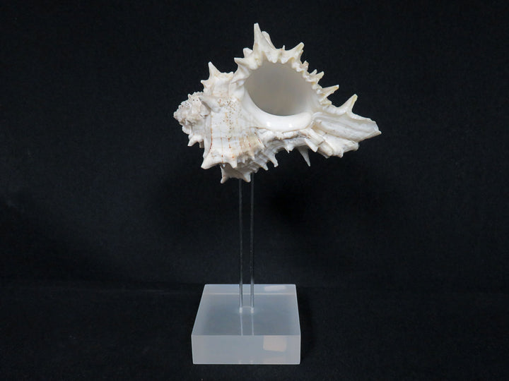 Mounted Shell