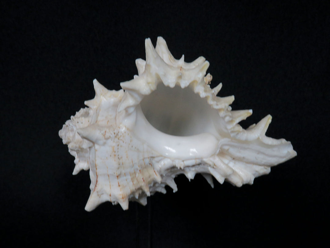 Mounted Shell