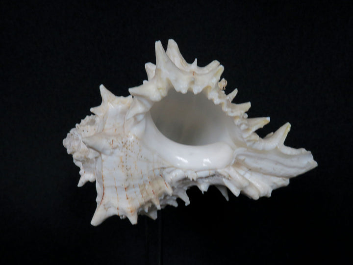 Mounted Shell