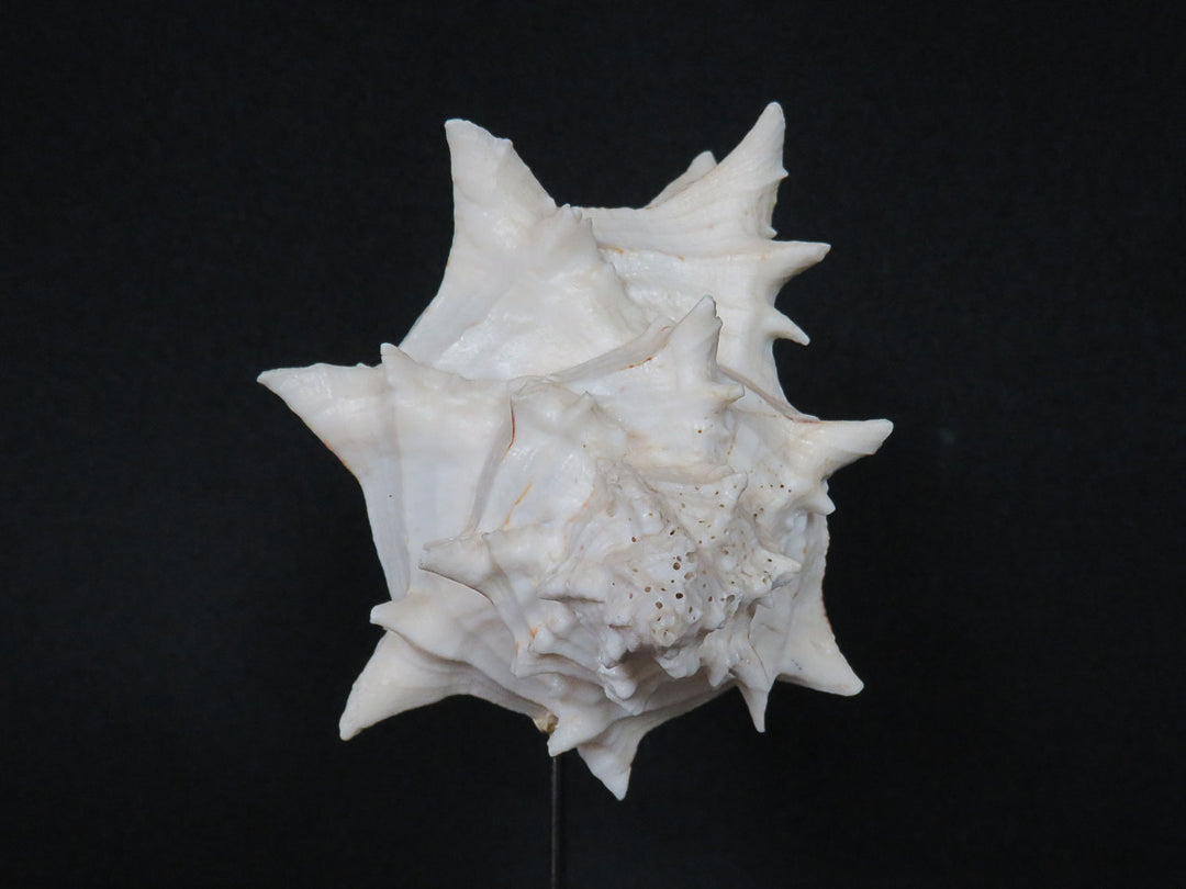Mounted Shell