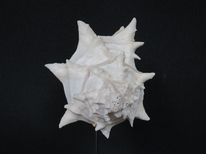Mounted Shell
