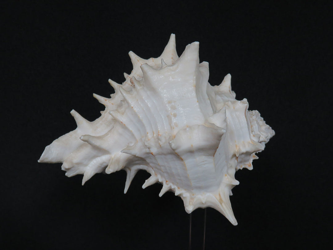 Mounted Shell