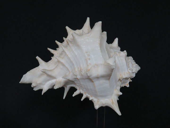 Mounted Shell