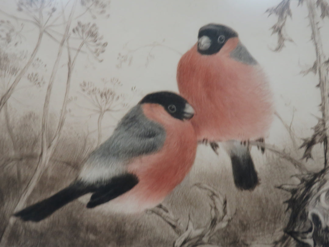 Bullfinches on a Branch