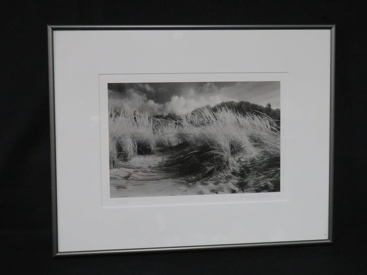 Coastal Dunes Photograph