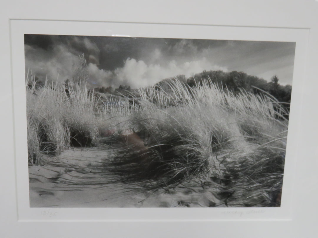 Coastal Dunes Photograph