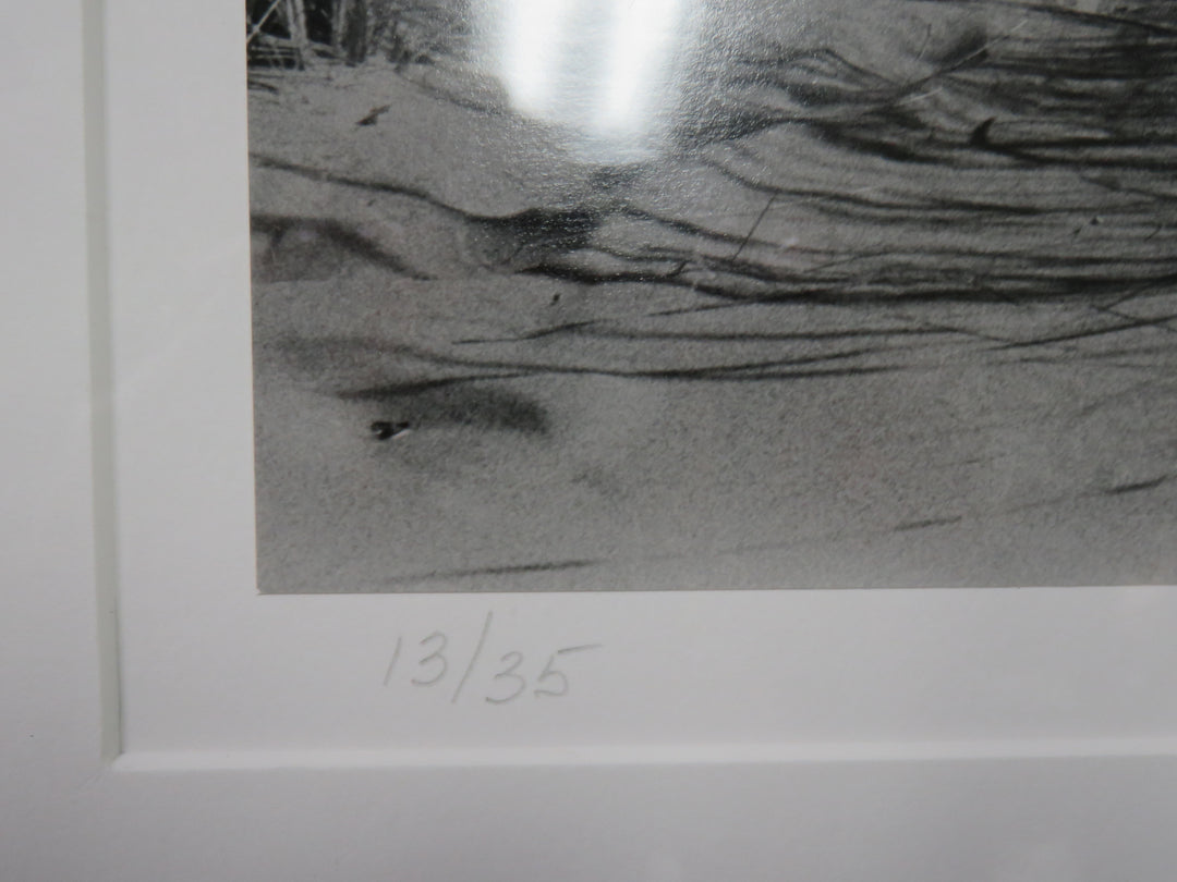 Coastal Dunes Photograph
