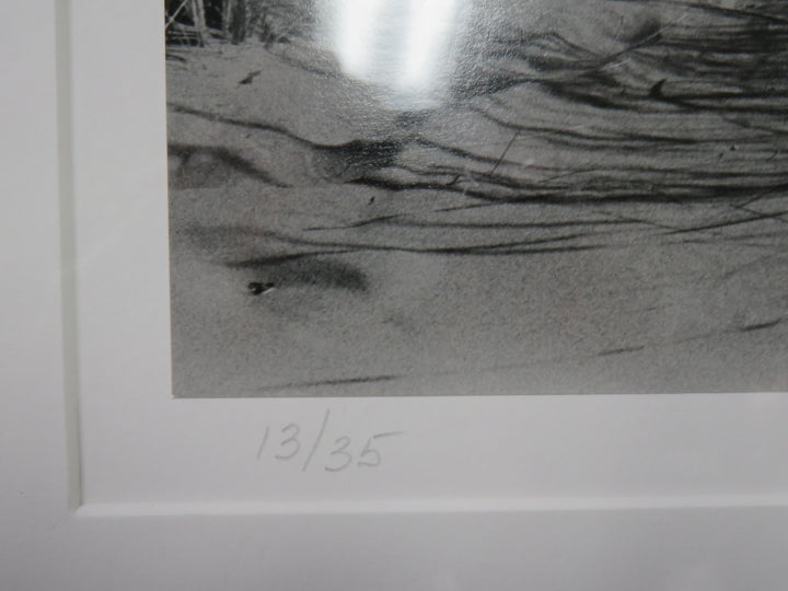 Coastal Dunes Photograph
