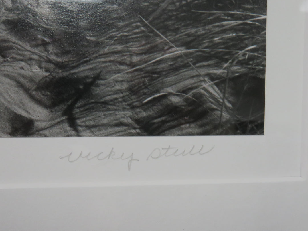 Coastal Dunes Photograph