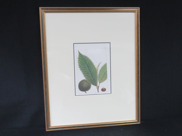 American Chestnut Leaf Print