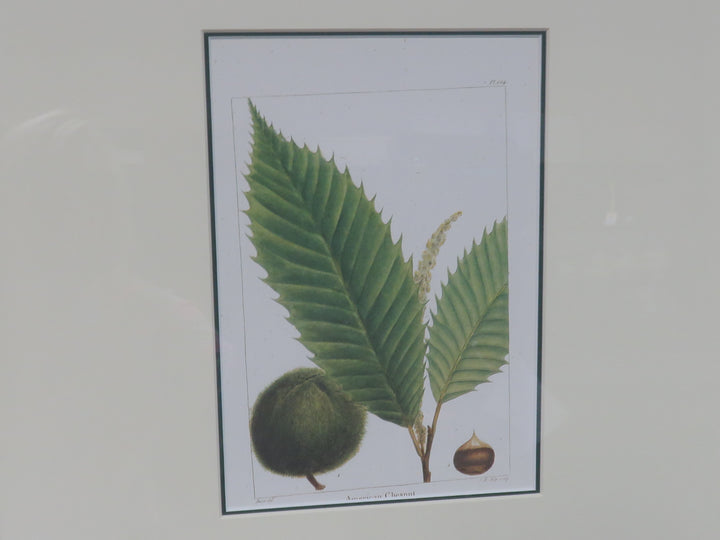 American Chestnut Leaf Print