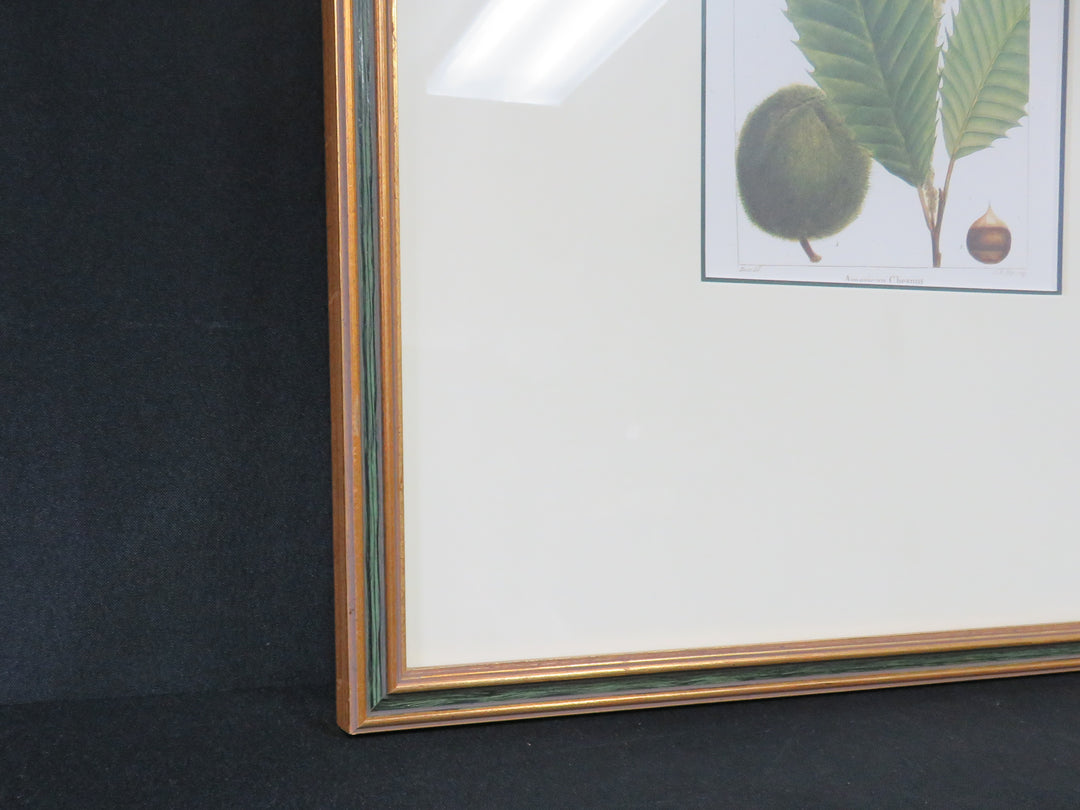 American Chestnut Leaf Print