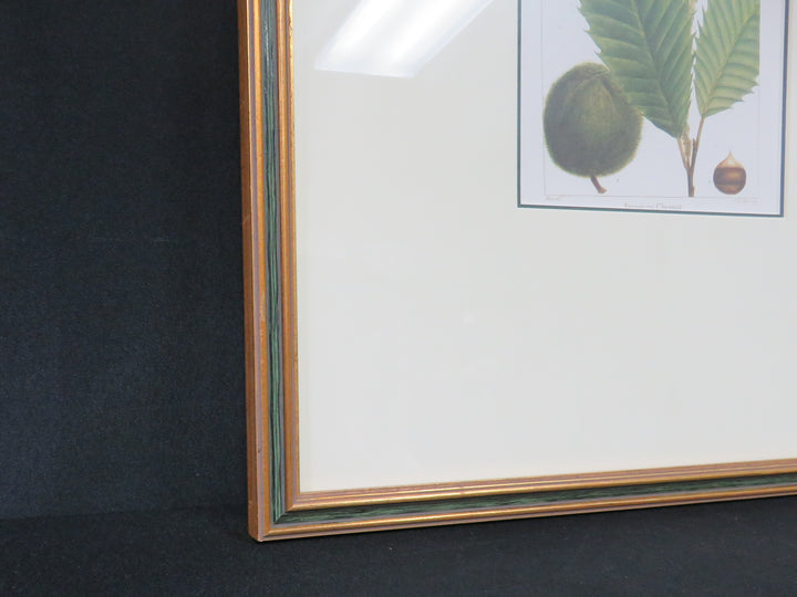 American Chestnut Leaf Print