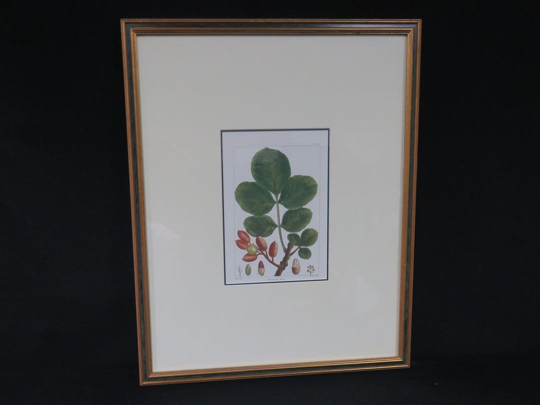 Pistacia Print