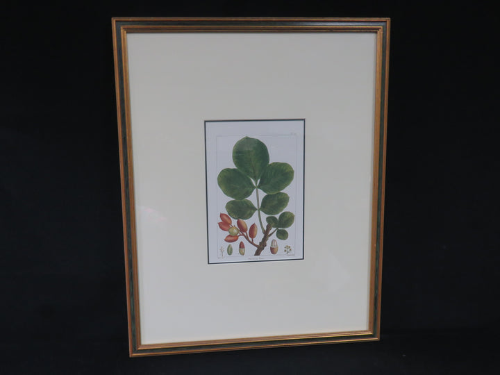 Pistacia Print
