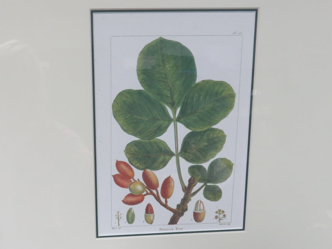 Pistacia Print