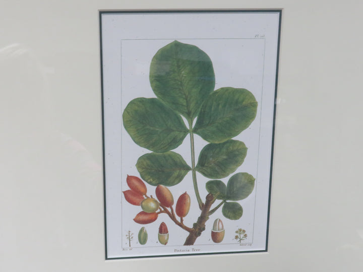 Pistacia Print