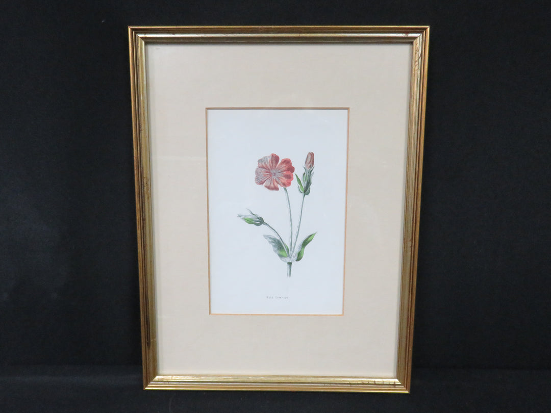 Botanical Print