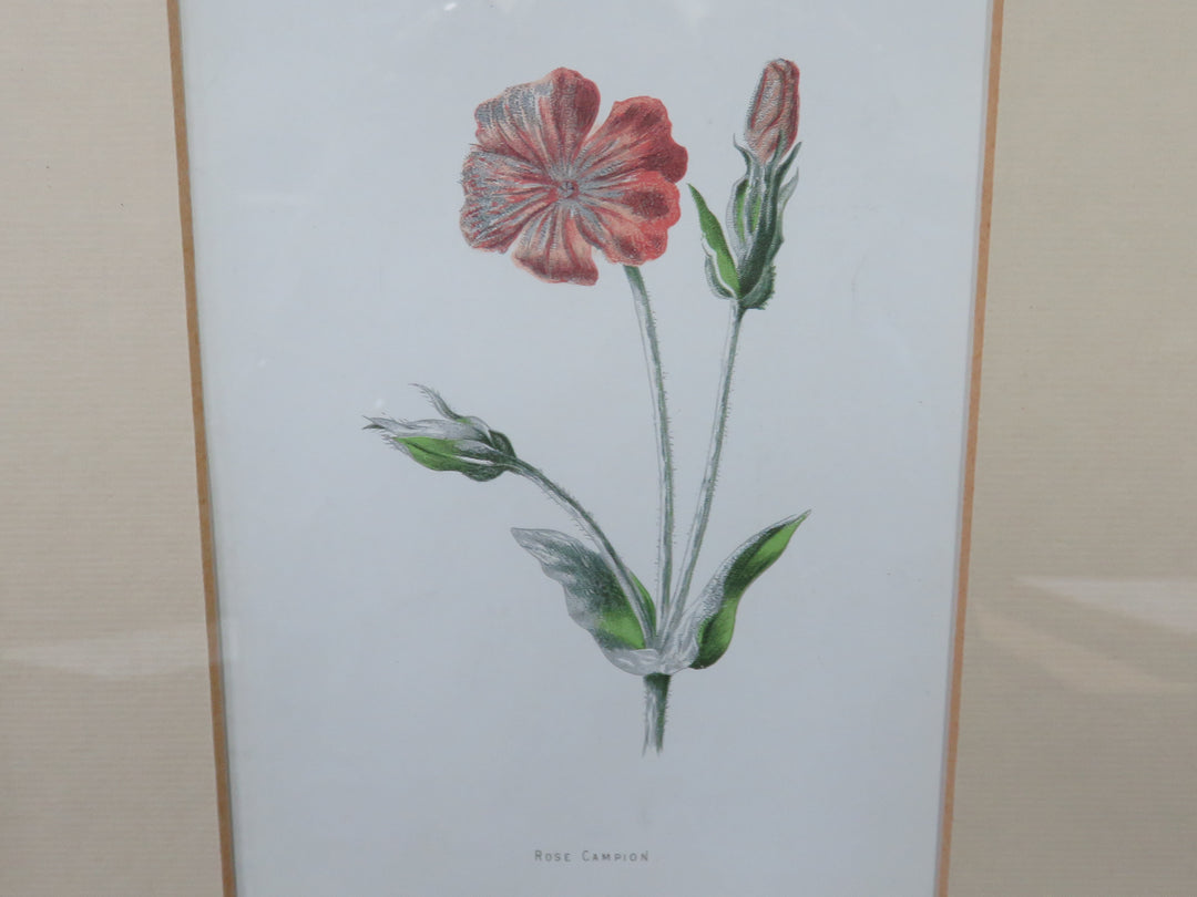 Botanical Print