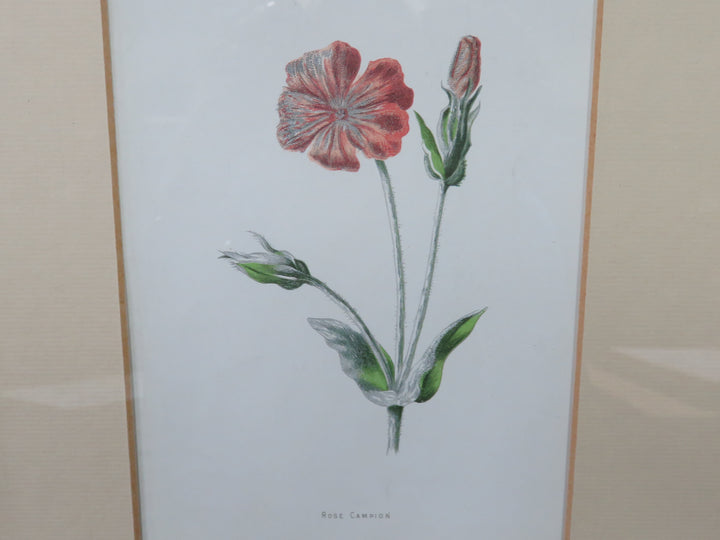 Botanical Print