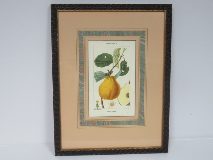 Fruit Print