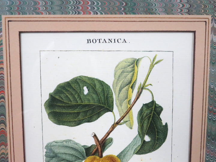 Fruit Print