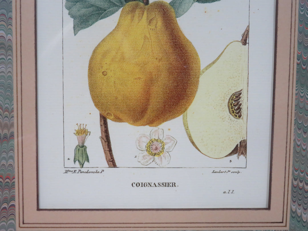 Fruit Print