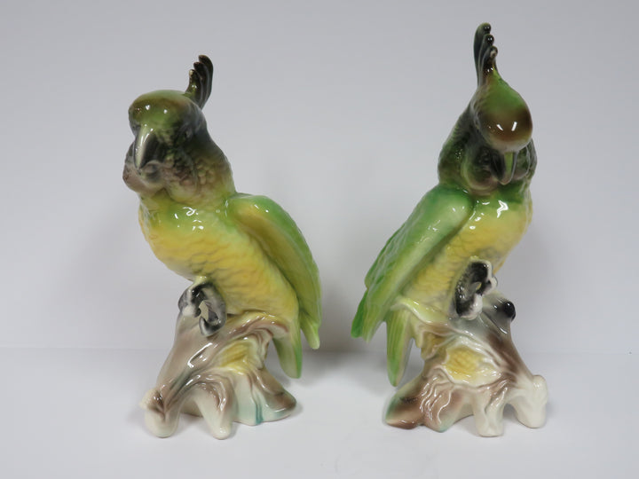 Pair of Cockatoos