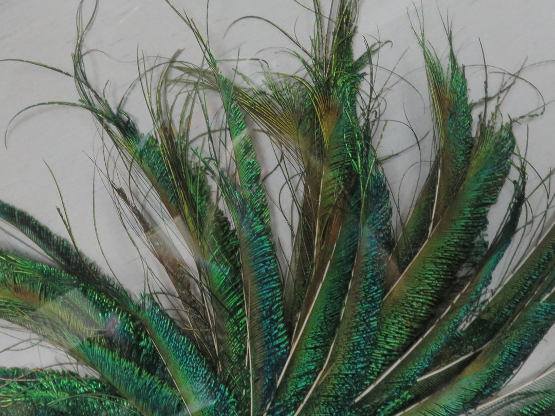 Feather Fascinator Wall Hanging