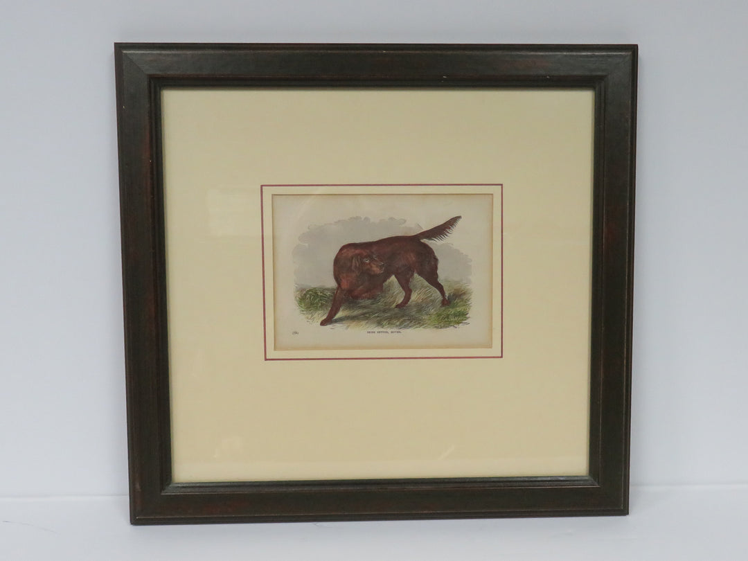 Irish Setter Rover Antique Print