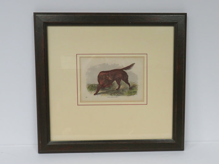 Irish Setter Rover Antique Print