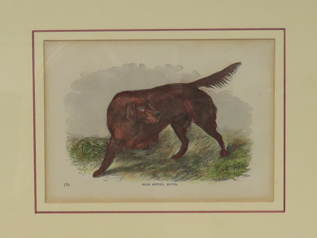 Irish Setter Rover Antique Print