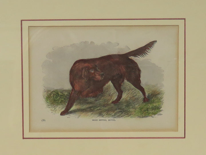 Irish Setter Rover Antique Print